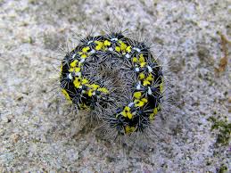 Attēlu rezultāti vaicājumam “Callimorpha dominula larva”