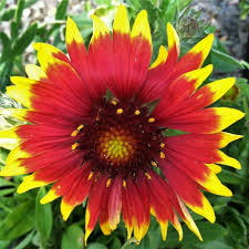 Image result for Gaillardia `Kobold`