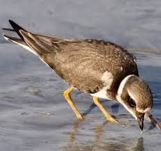 Attēlu rezultāti vaicājumam “Charadrius hiaticula adult”