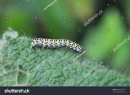 Attēlu rezultāti vaicājumam “Cucullia verbasci larva”