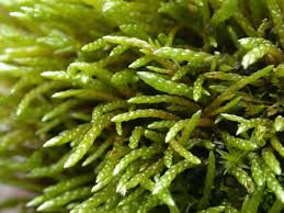 Attēlu rezultāti vaicājumam “Myurella julacea”