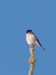 Attēlu rezultāti vaicājumam “Pyrrhula pyrrhula female”
