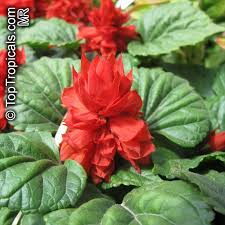 Image result for Salvia splendens