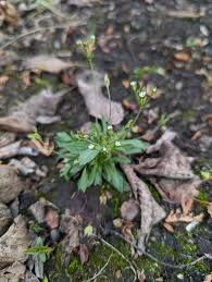 Attēlu rezultāti vaicājumam “Androsace septentrionalis”