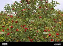 Attēlu rezultāti vaicājumam “Rosa villosa”