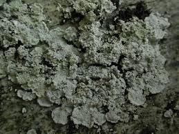 Attēlu rezultāti vaicājumam “Cystocoleus ebeneus”