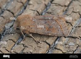 Attēlu rezultāti vaicājumam “Orthosia cerasi”