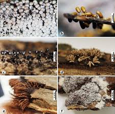 Attēlu rezultāti vaicājumam “Physarum cf. diderma macro”