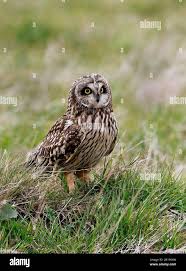 Attēlu rezultāti vaicājumam “Asio flammeus adult”