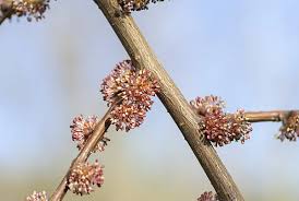 Attēlu rezultāti vaicājumam “Ulmus laevis flower”