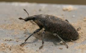 Attēlu rezultāti vaicājumam “Larinus sp.”