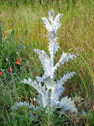 Image result for Onopordum acanthium