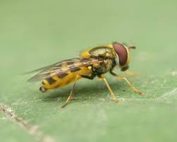 Attēlu rezultāti vaicājumam “Syrphus sp. imago”