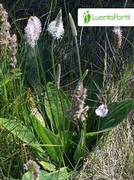Attēlu rezultāti vaicājumam “Plantago media flower”