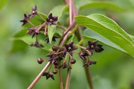 Attēlu rezultāti vaicājumam “Vincetoxicum hirundinaria fruit”