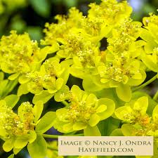 Attēlu rezultāti vaicājumam “Euphorbia palustris flower”