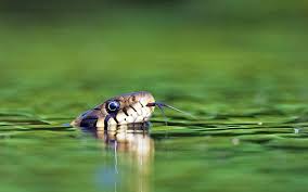 Image result for Ringelnatter