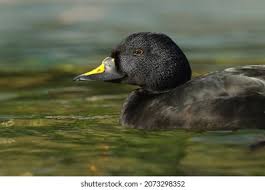 Attēlu rezultāti vaicājumam “Melanitta nigra male”