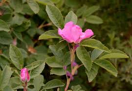 Attēlu rezultāti vaicājumam “Rosa majalis”