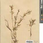 Attēlu rezultāti vaicājumam “Najas major leaf”