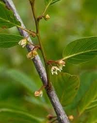 Attēlu rezultāti vaicājumam “Frangula alnus bud”