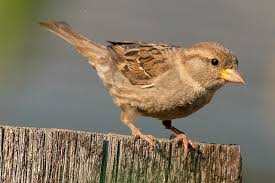 Image result for Passer domesticus