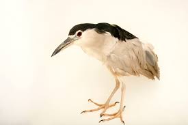 Image result for Nycticorax nycticorax