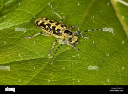 Attēlu rezultāti vaicājumam “Saperda scalaris”