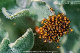 Attēlu rezultāti vaicājumam “Araneus diadematus juvenile”