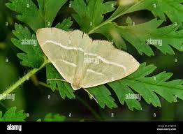 Attēlu rezultāti vaicājumam “Hylaea fasciaria”