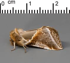 Attēlu rezultāti vaicājumam “Habrosyne pyritoides”