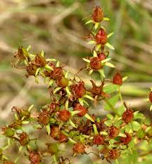 Attēlu rezultāti vaicājumam “Hypericum perforatum fruit”