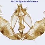 Attēlu rezultāti vaicājumam “Epinotia bilunana”