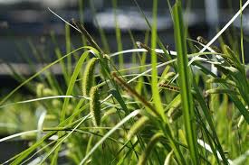 Attēlu rezultāti vaicājumam “Carex pseudocyperus fruit”