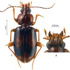 Attēlu rezultāti vaicājumam “Broscus cephalotes”
