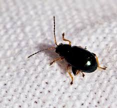 Attēlu rezultāti vaicājumam “Alticinae”