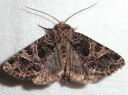 Attēlu rezultāti vaicājumam “Hadena rivularis”