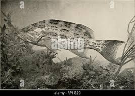 Image result for Mycteroperca phenax