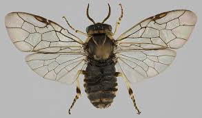 Attēlu rezultāti vaicājumam “Gilpinia”