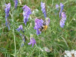 Attēlu rezultāti vaicājumam “Vicia cracca bud”