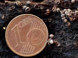 Attēlu rezultāti vaicājumam “Diderma chondrioderma macro”