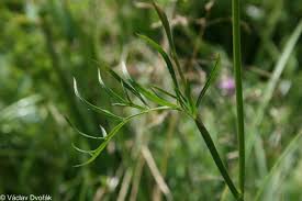 Attēlu rezultāti vaicājumam “Cnidium dubium”