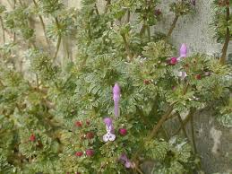 Attēlu rezultāti vaicājumam “Lamium amplexicaule flower”