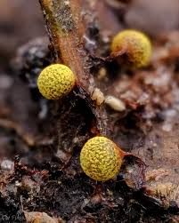 Attēlu rezultāti vaicājumam “Stemonitopsis gracilis macro”