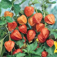 Attēlu rezultāti vaicājumam “Physalis alkekengi flower”