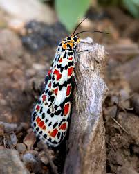 Attēlu rezultāti vaicājumam “Comatricha pulchella stalked”