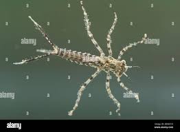 Attēlu rezultāti vaicājumam “Platycnemis pennipes”