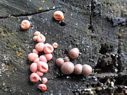 Attēlu rezultāti vaicājumam “Lycogala miserum spores”