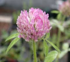 Attēlu rezultāti vaicājumam “Trifolium pratense”