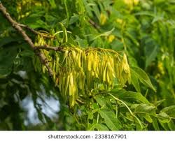 Attēlu rezultāti vaicājumam “Fraxinus excelsior fruit”